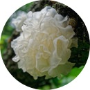 シロキクラゲ多糖体