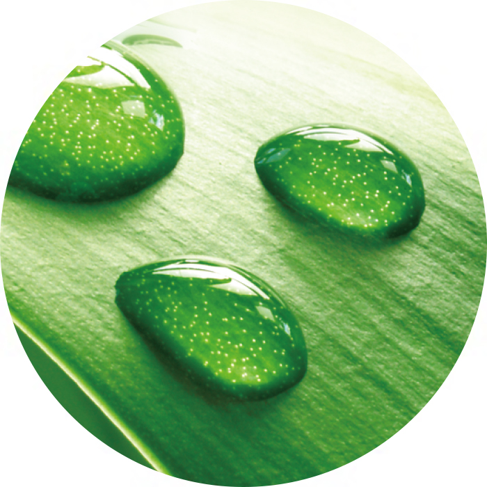 アマモエキスイメージ