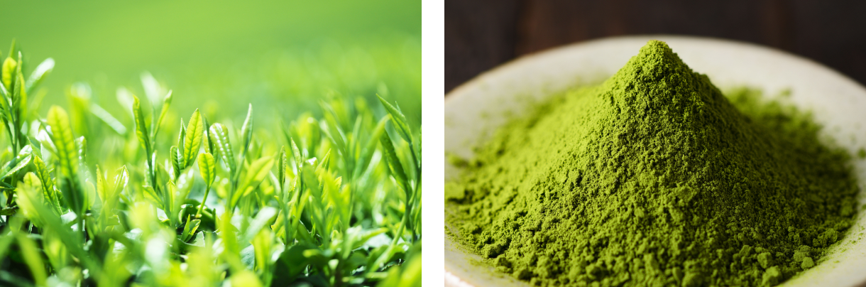 宇治抹茶イメージ