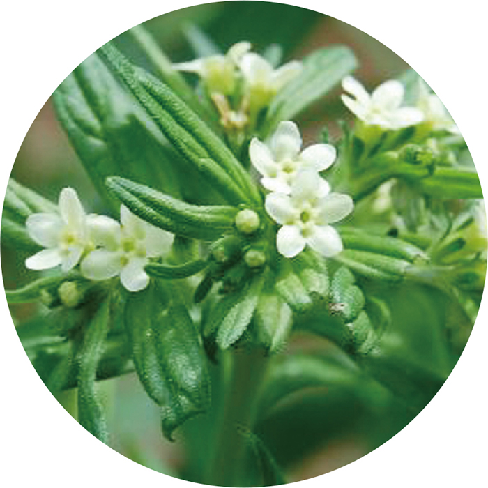 シコンエキスイメージ